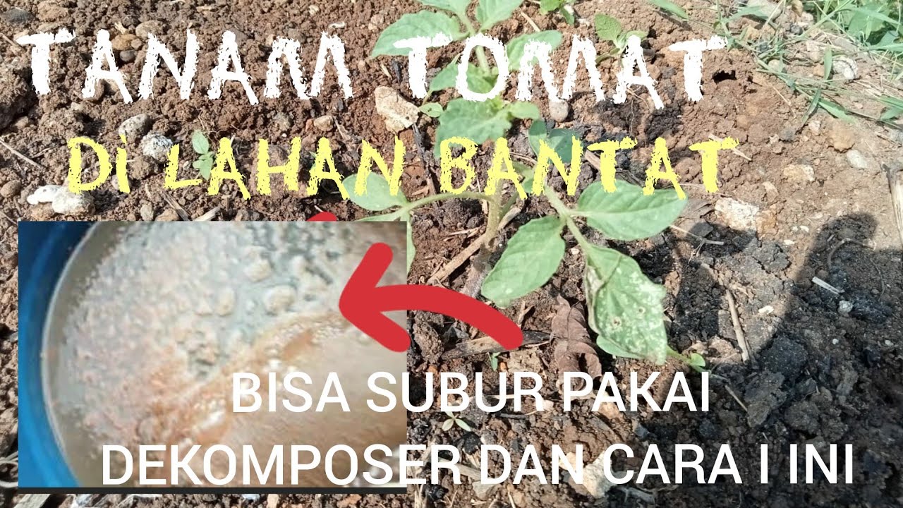 TANAM #TOMAT DI TANAH BANTAT/GERSANG  BISA SUBUR  PAKAI #DEKOMPOSER DAN CARA INI,#jadam #jms