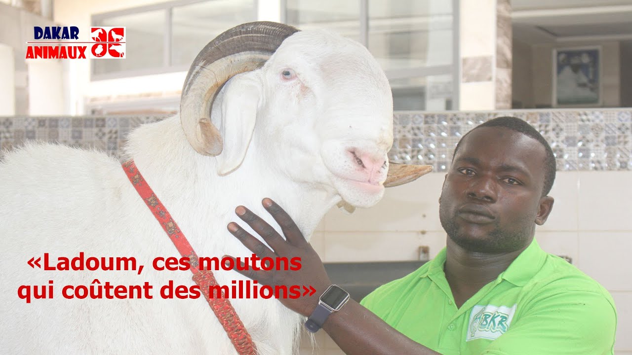 A la découverte des plus gros moutons 