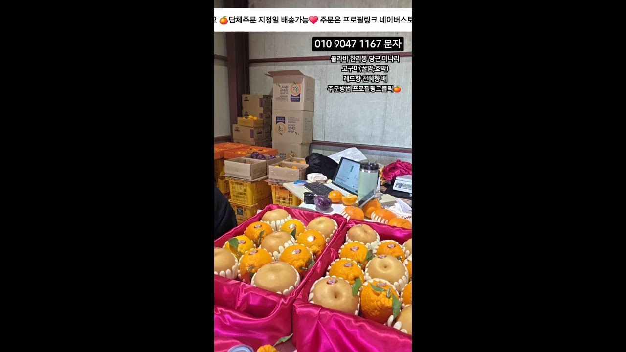유통하맨 설선물용 한라봉 레드향 천혜향!#한라봉 #제주감귤#구좌당근#황금향#콜라비