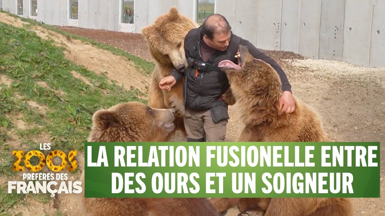 Des ours prennent un soigneur pour leur papa - Les zoos préférés des Français