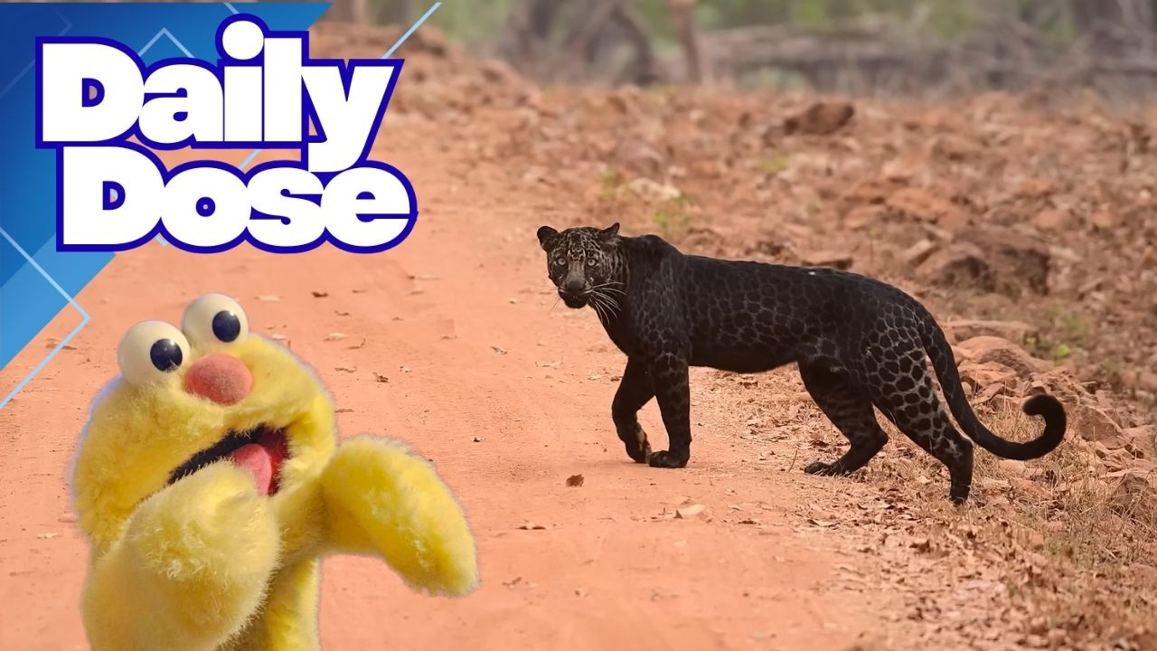 Lemon Drop reaction Daily Dose Of Internet Worst Time for this to happen