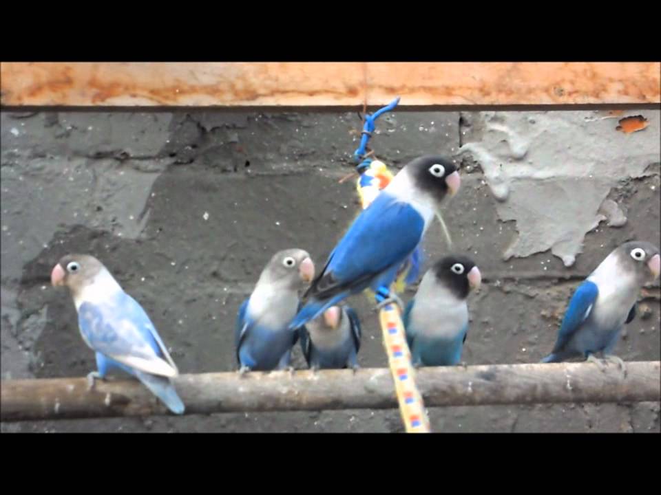 mis agapornis 2012