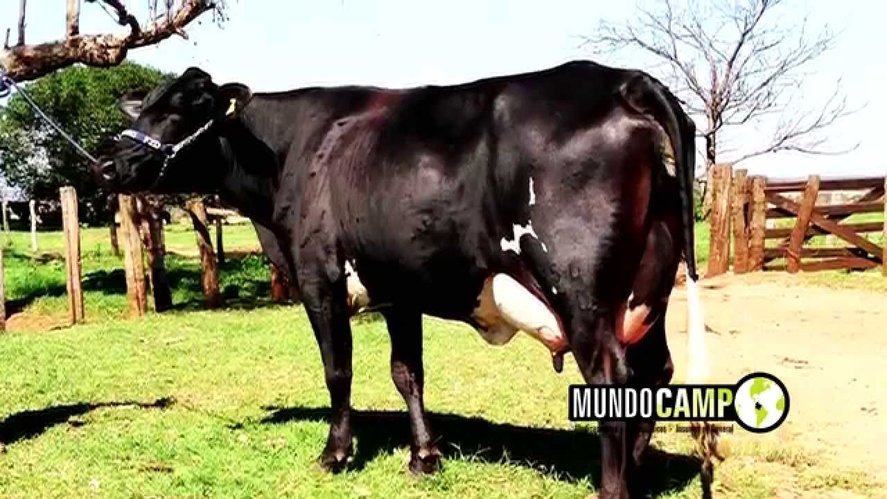 Colombiagraria - SANTA ROSA DE OSOS - parte 3
