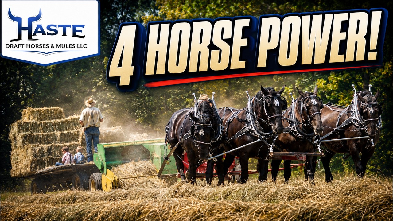 Traditional Horse Drawn Farming with Percheron Draft Horses