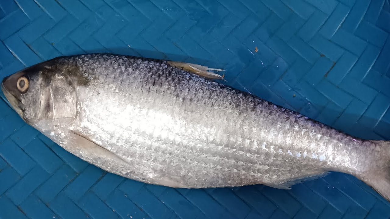 এটা কি মাছ আছে কে বলতে পারবেন।#food #fishcutting #viralvideos 