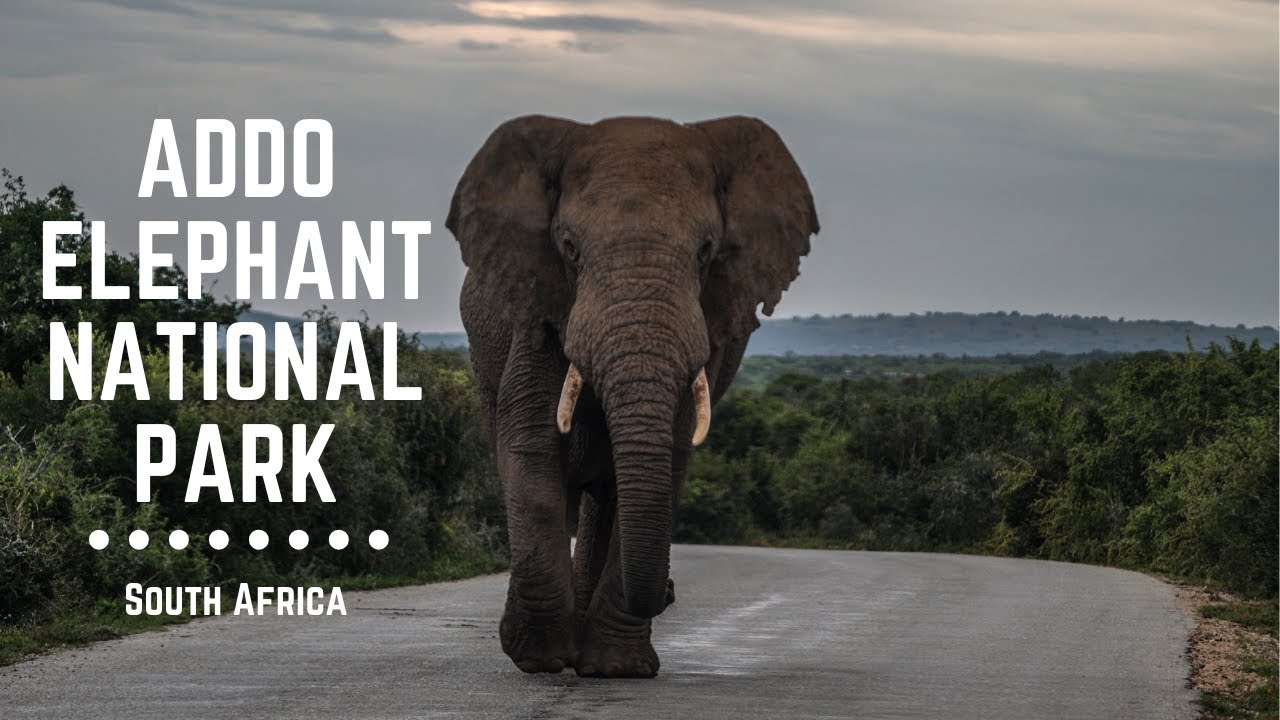 Karoo Trip | Wildlife and Camping in Addo Elephant National Park (Episode 1)
