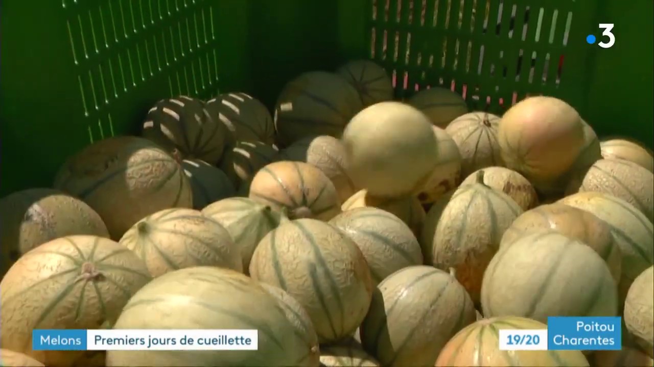 Melons : les caprices climatiques font craindre une récolte compliquée dans le Haut-Poitou