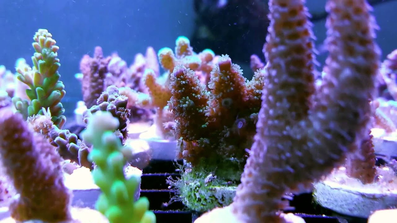 Sps polyp extension at fragbox coral