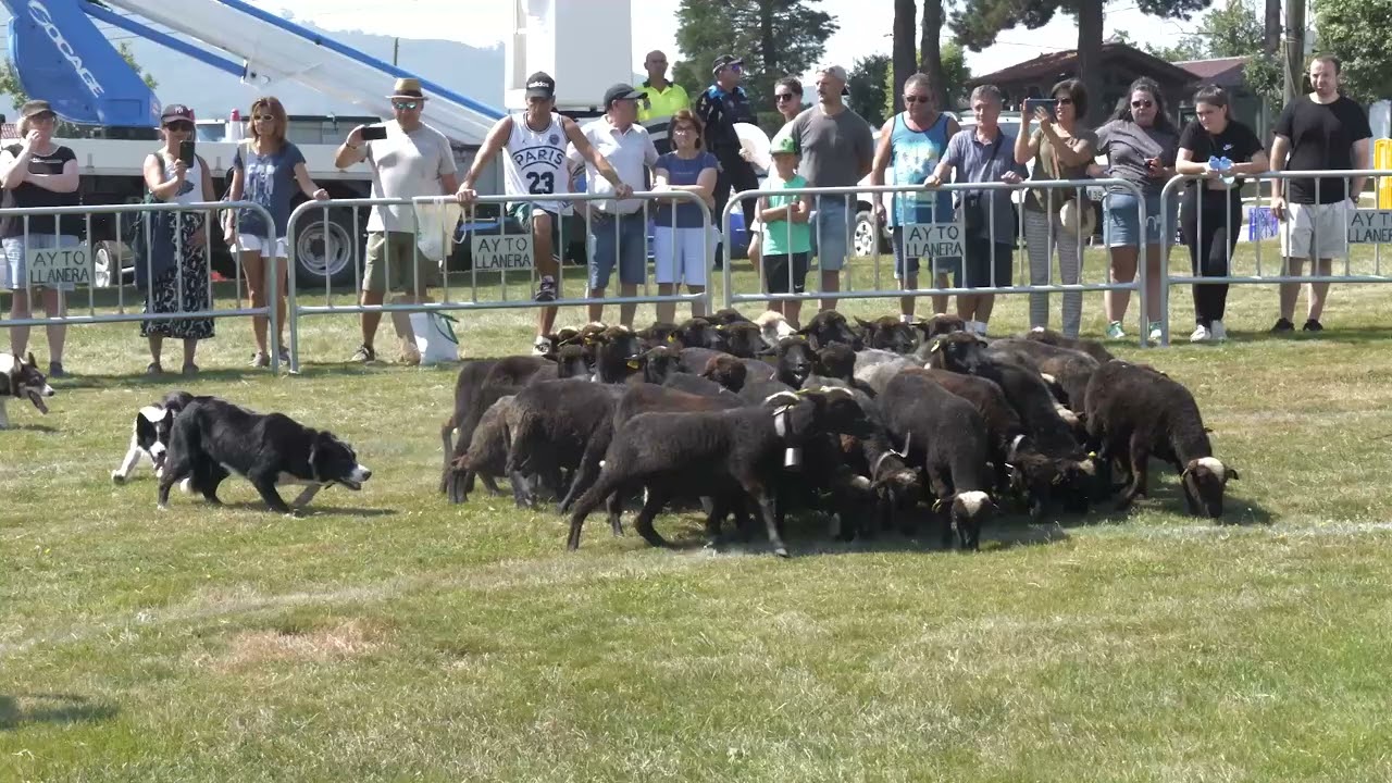 VIDEO DE LOS BORDER COLLIE CON UN REBAÑO DE XALDAS EN LLANERA