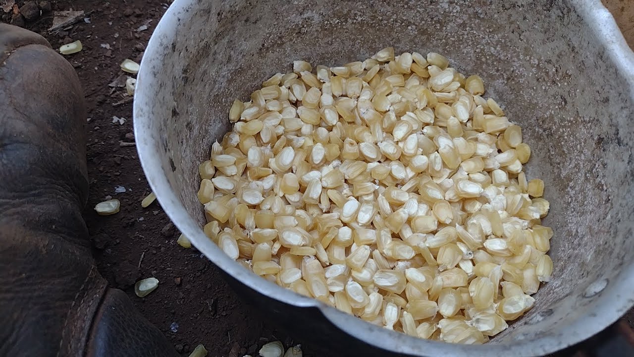Tirei sementes do milho doce meio defeituoso.