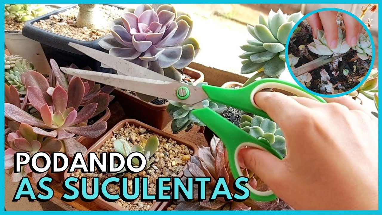 COMO PODAR OU DECAPITAR AS SUCULENTAS DE TRÊS FORMAS DIFERENTES?