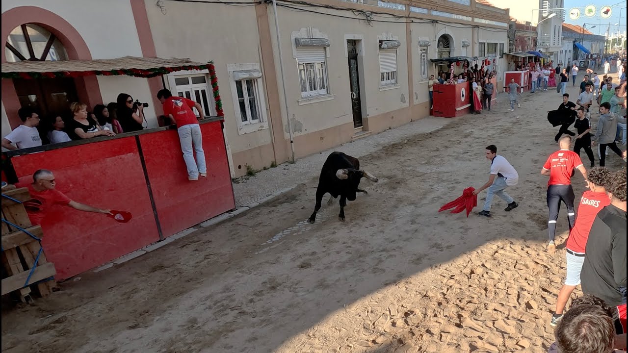 Touro Bravissímo na Última Largada do Montijo 2024