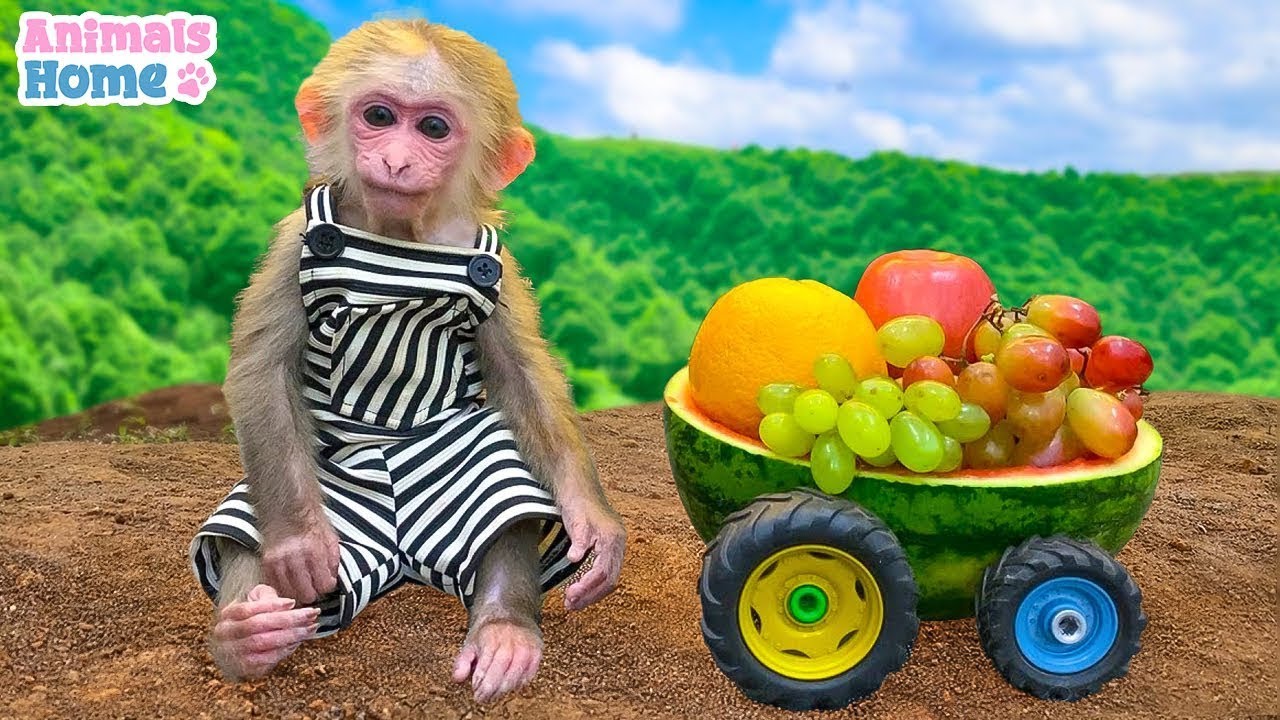 Farmer BiBi obedient harvest fruits to make  special dishes