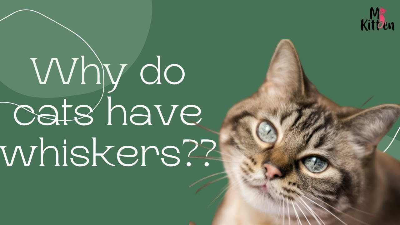 Why Do Cats Have Whiskers? | The Science Behind Feline Super Sensors - Mykitten.in