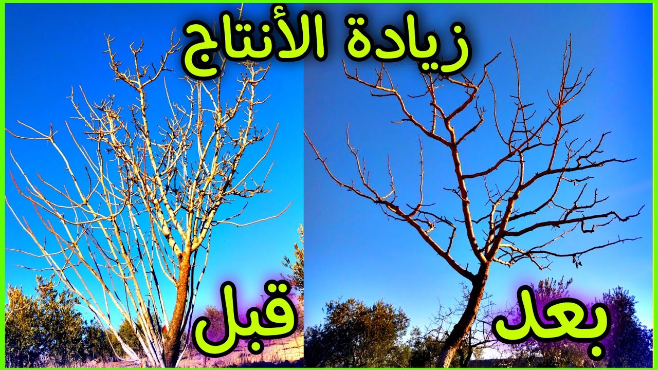 طريقة تقليم أشجار الفستق الحلبي pistachio pruning