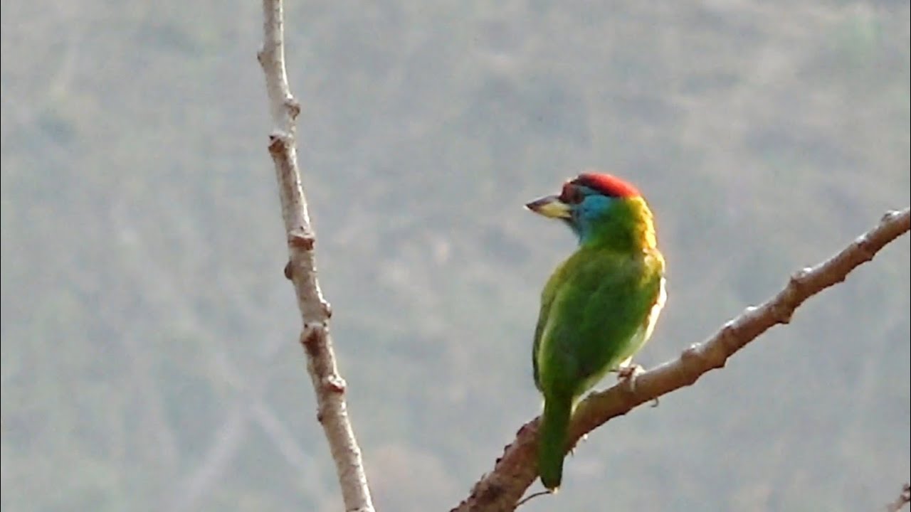 Tuklo leh vate dang te