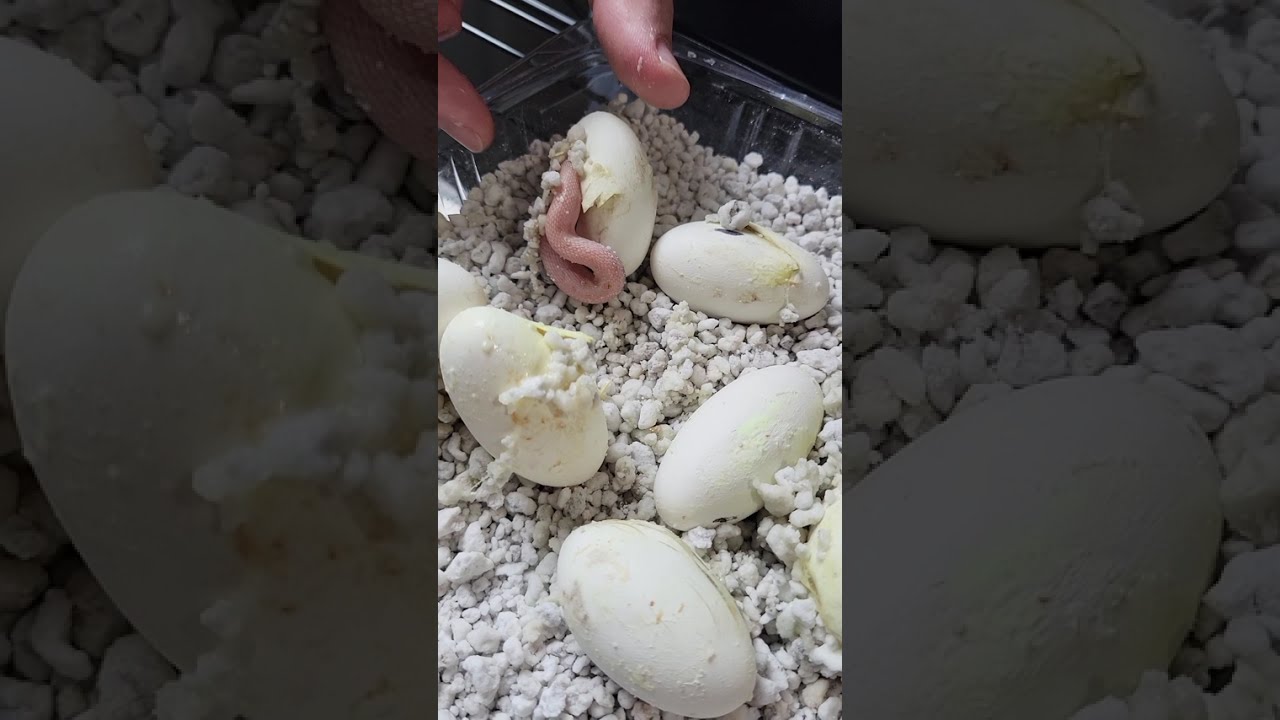 Calighost Black Rat #snake #egg #hatching Karynaku's #clutch part 3