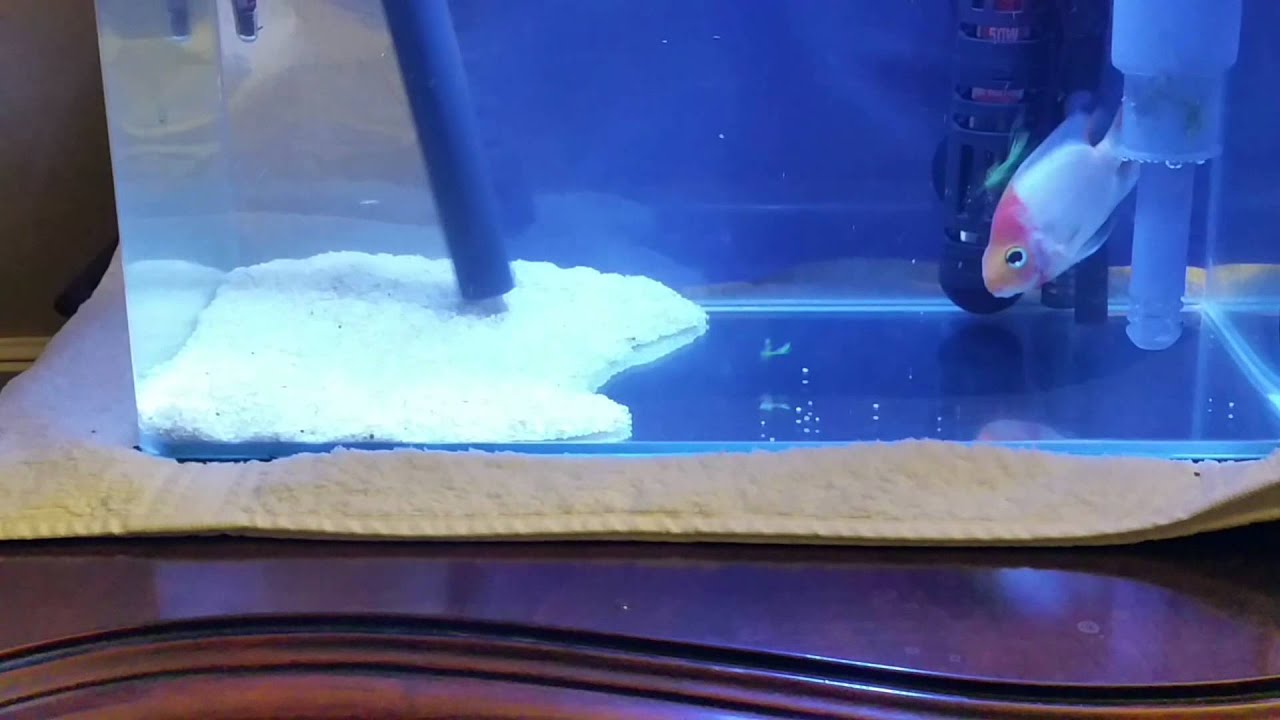 Colocar sustrato con acuario lleno