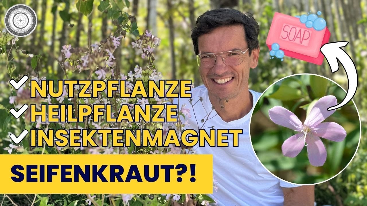 DESHALB gehört das ECHTE SEIFENKRAUT in DEINEN Garten...viele Infos über seine Eigenheiten