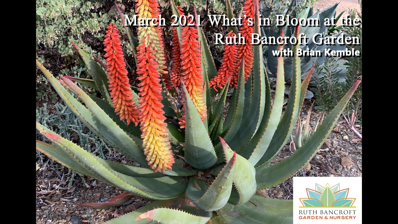 What's in Bloom at the Ruth Bancroft Garden (March 2021)
