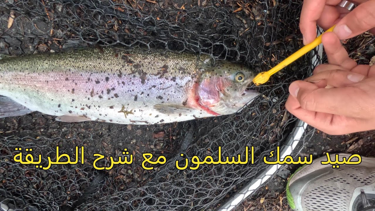 صيد سمك السلمون مع شرح الطريقة
