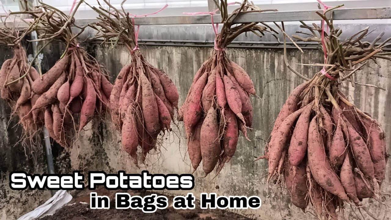 How to Grow Sweet Potatoes in Bags at Home / Easy for Beginners