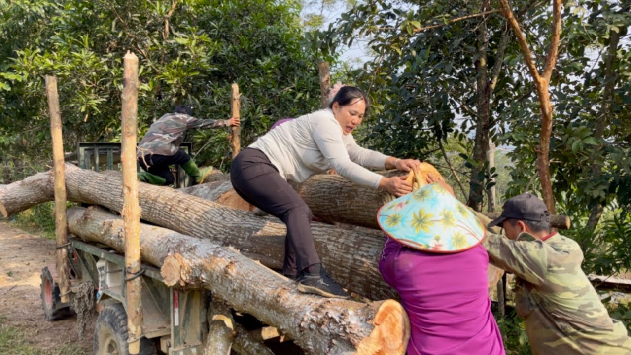 Using human labor to load the wood and transport it using agricultural vehicles.