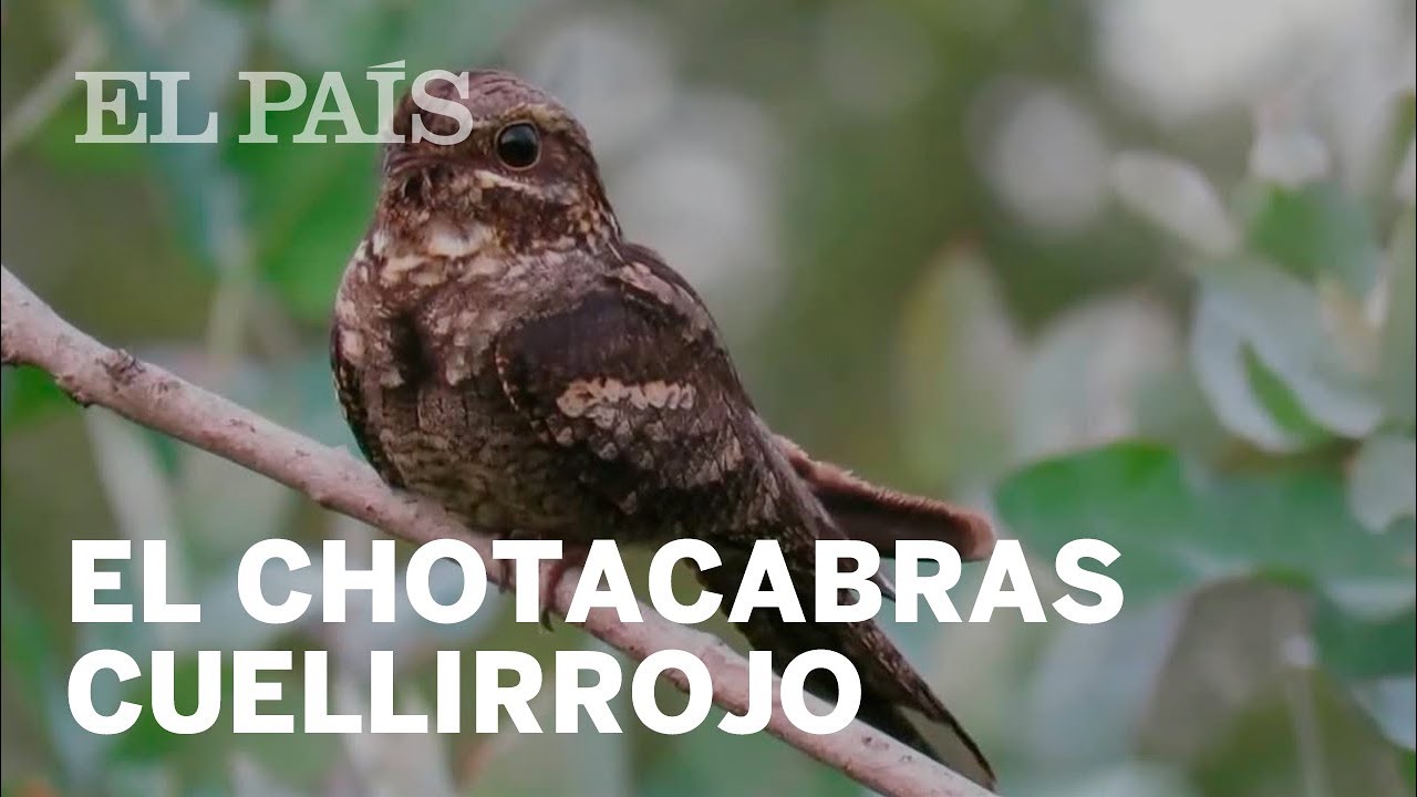 El chotacabras cuellirrojo