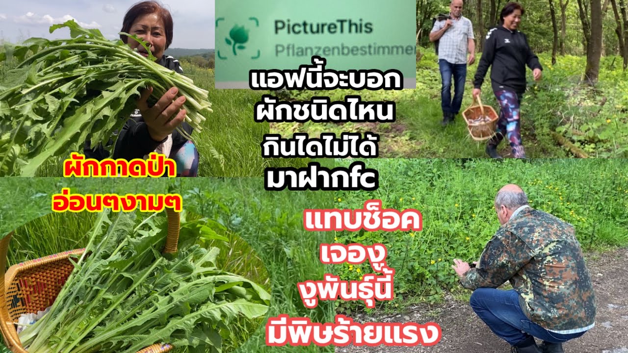 เก็บผักกาดป่าอ่อนงามๆเดินลงเขาแทบช็อคครั้งแรกเจองูเมืองนอก (ชื่อเยอรมัน Gemeine Wegwarte)