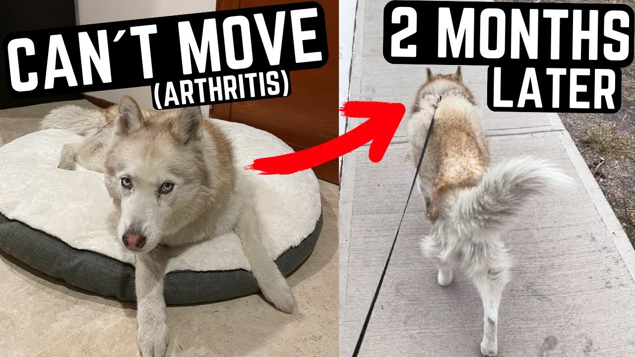 HOW I TREATED MY DOG´S ARTHRITIS FAST (without drugs or painkillers)