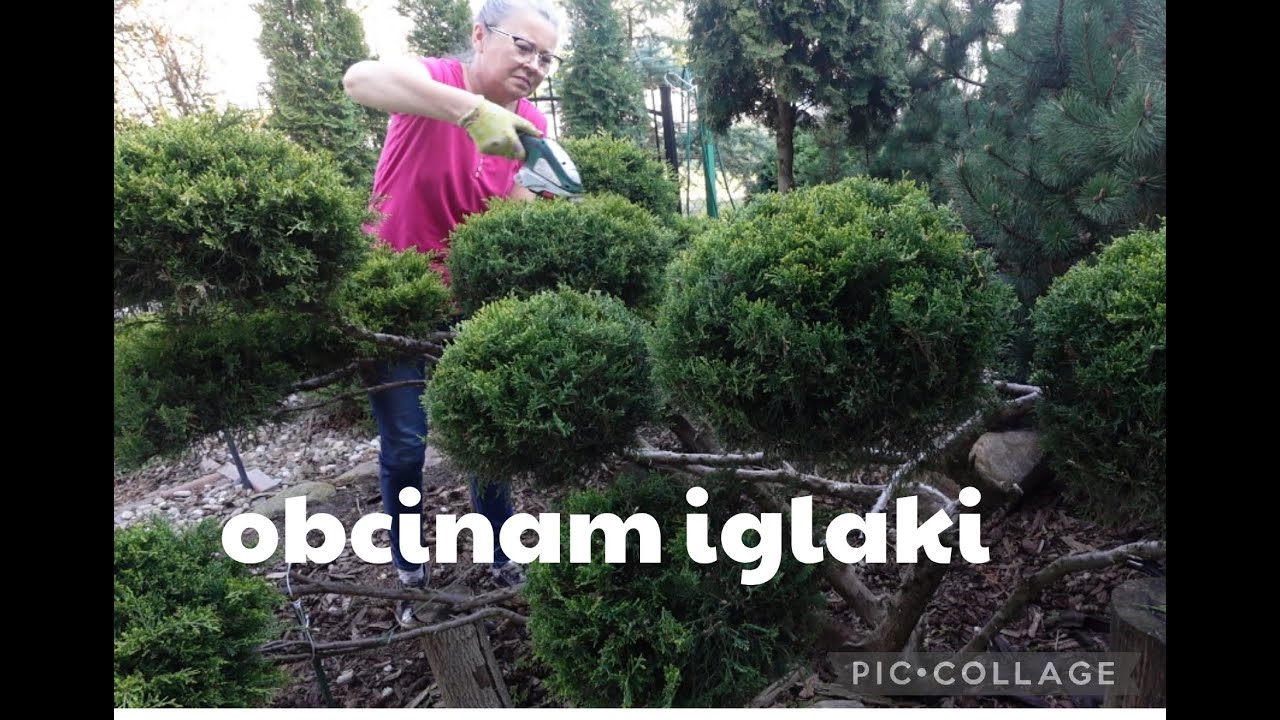 przycinam iglaki,pracowita sobota