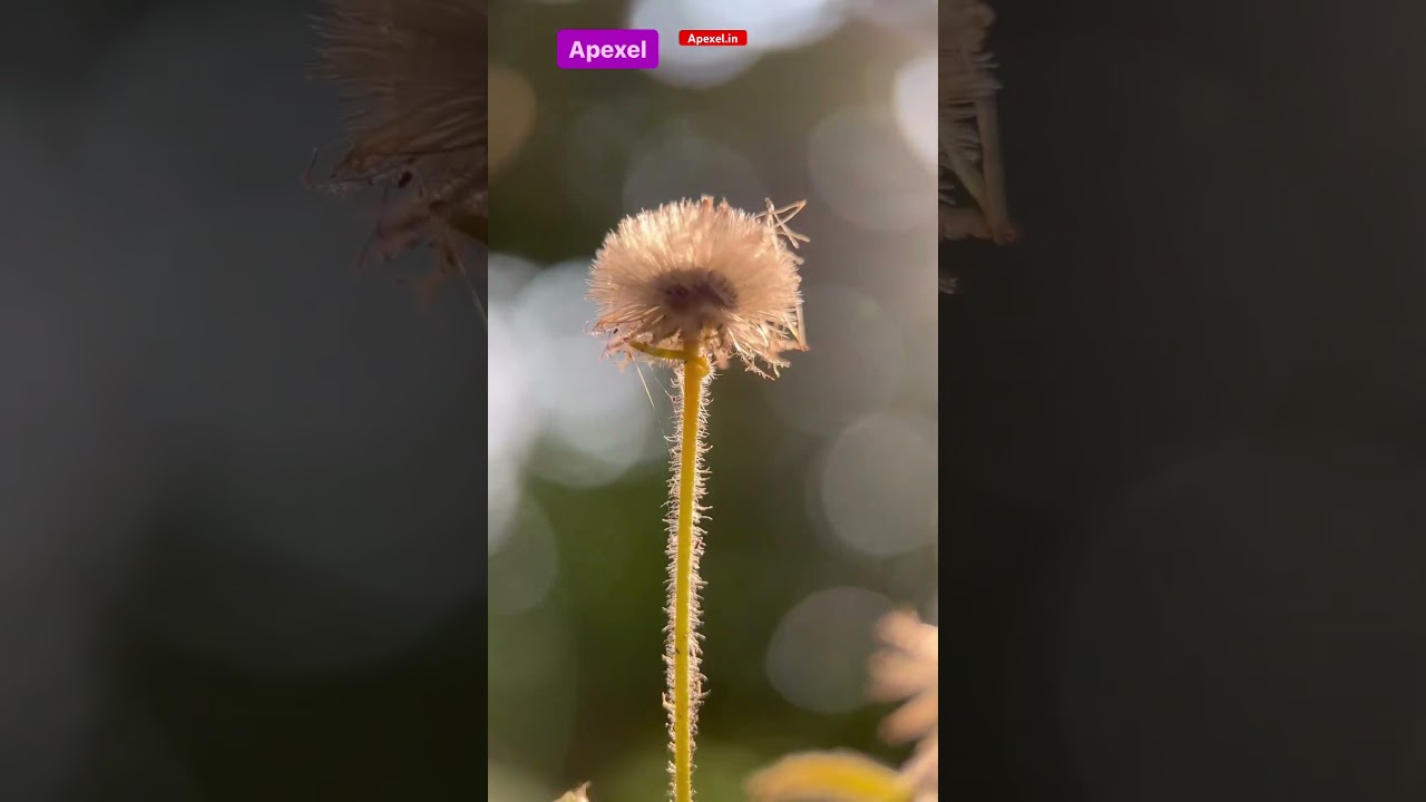 Apexel 100mm Vs. Skyvik 75mm Macro Lens 😍 #shortsfeed #shorts