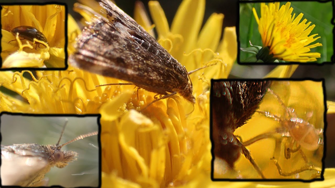 A phoretic mite on a Flowerhead and a wrong Host