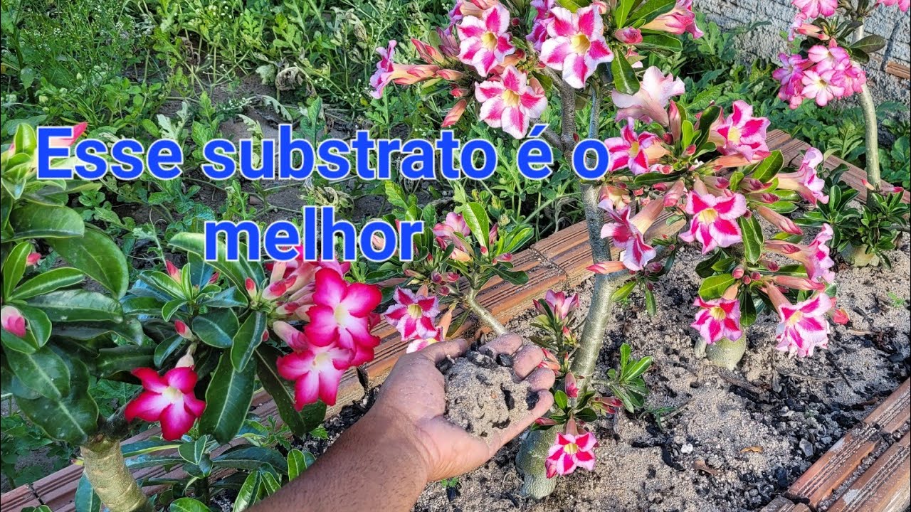 Como fazer um substrato caseiro para rosa do deserto?