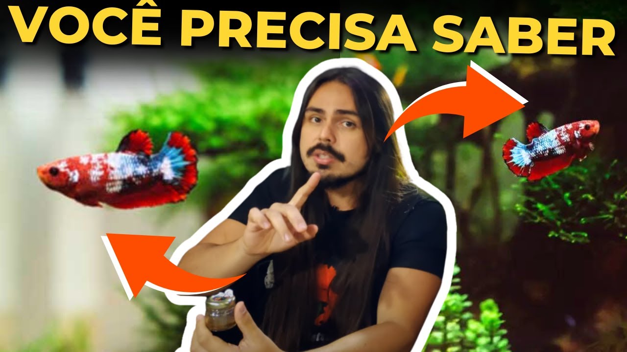 🔴10 CURIOSIDADES SOBRE OS PEIXES BETTAS |Mr. Betta|