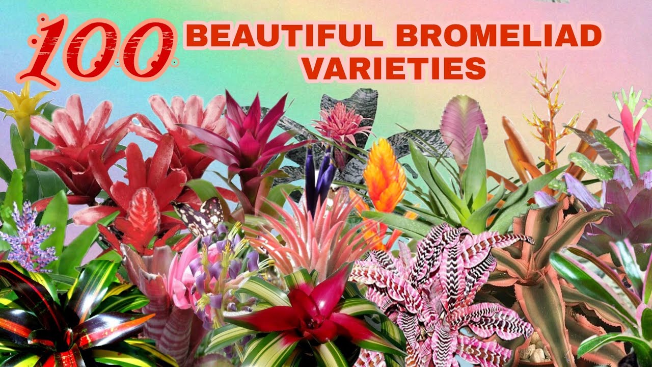 100 BEAUTFUL  BROMELIAD VARIETIES