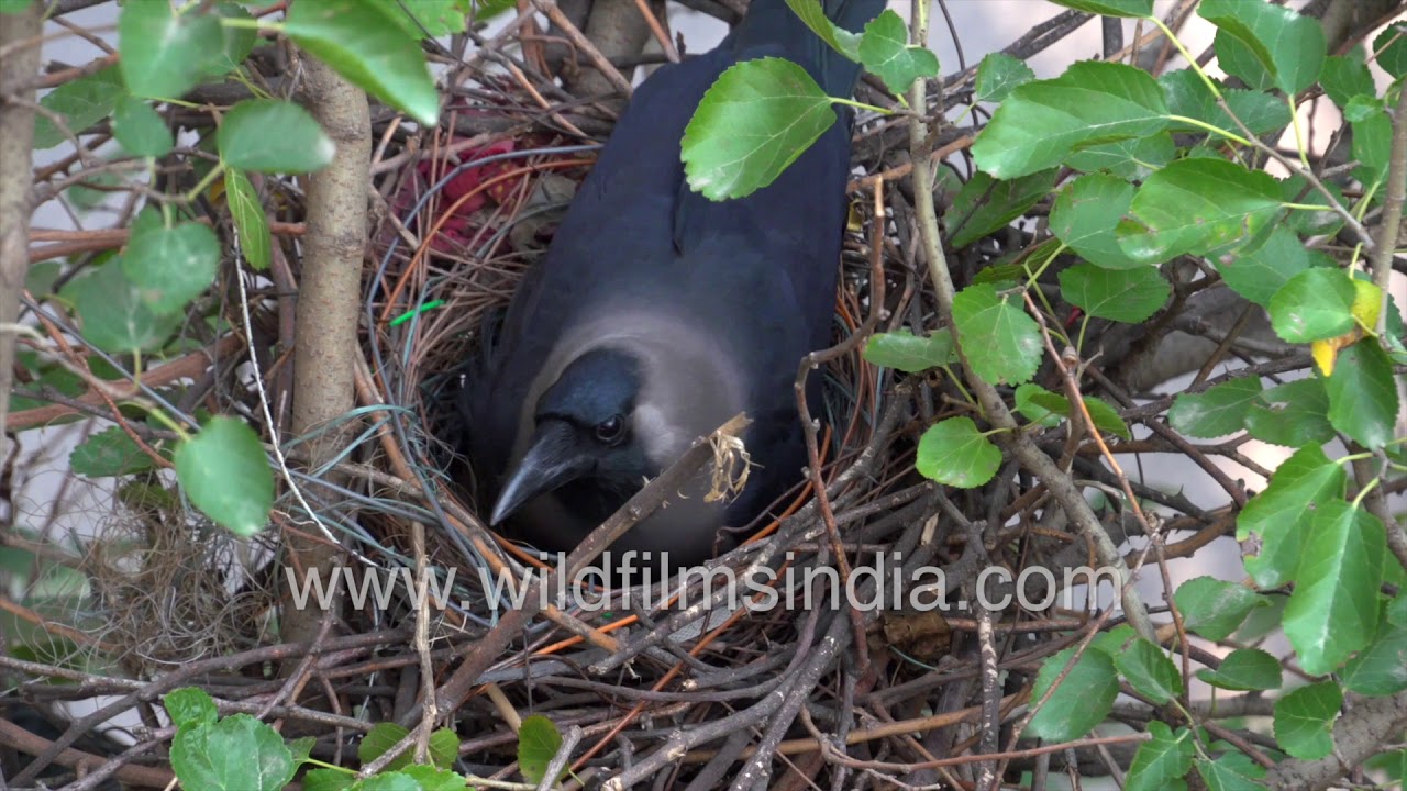 Kauwa ka ghonsla: House Crow couple nests along a road in New Delhi