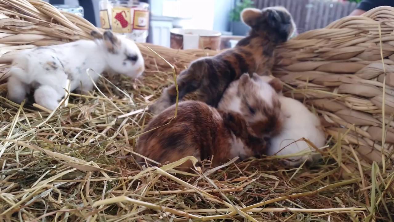Meine Kaninchen und ihre Haltung #35 [Babys und Informationen] 🐇