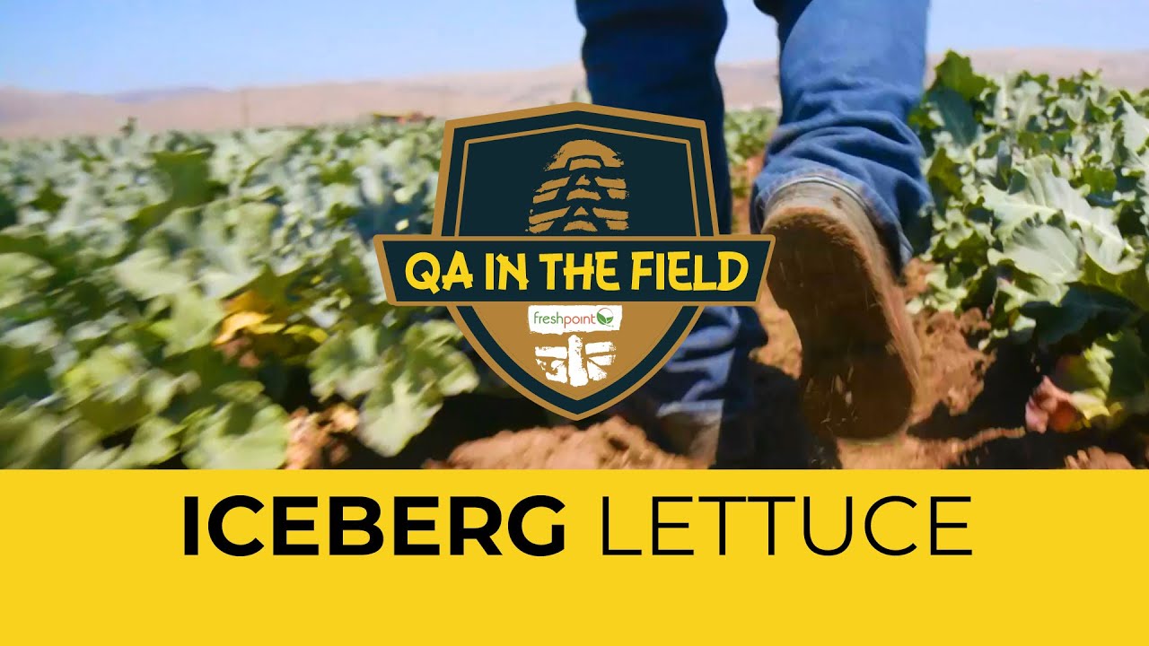 QA in the Field: Iceberg Lettuce