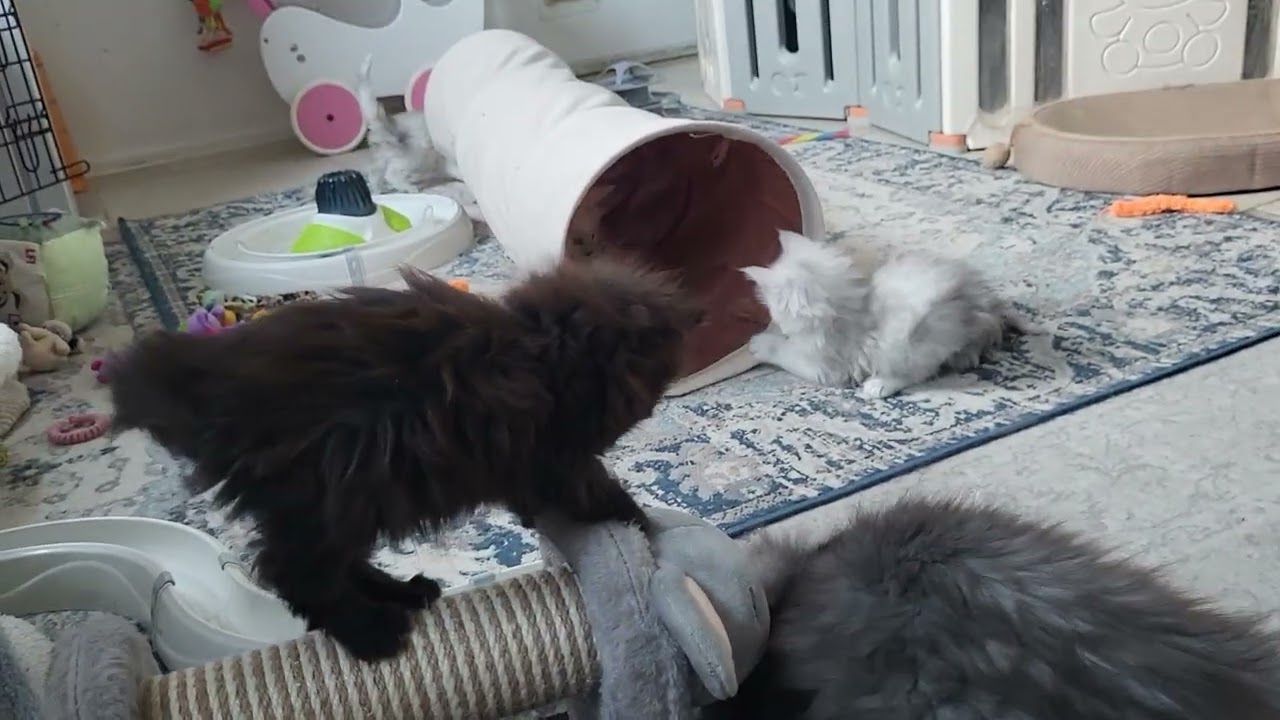 The Maine Coon kittens 