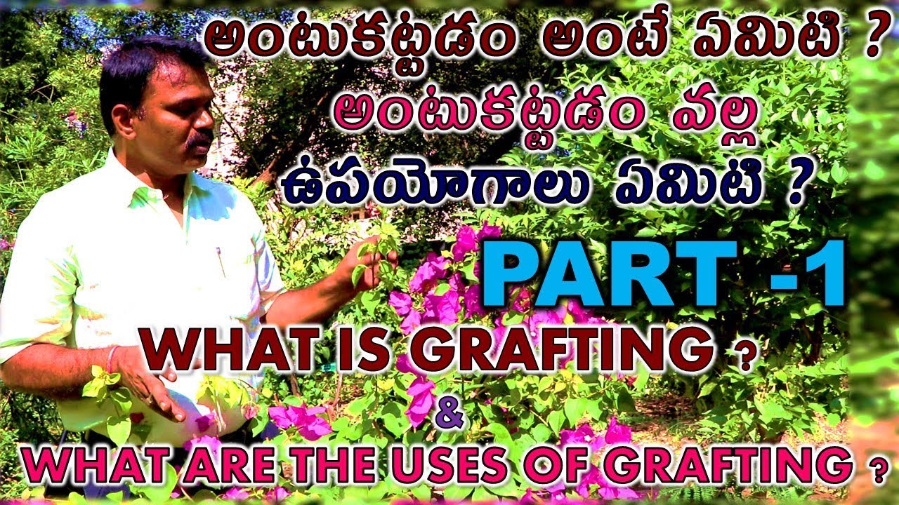What is Grafting in telugu | Grafting Methods | Techniques | Benefits of Grafting | Alltrotv
