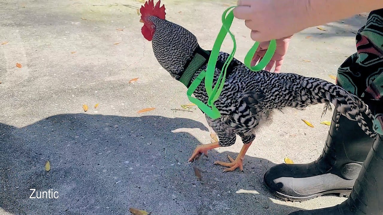 Walking a chicken on a leash and harness