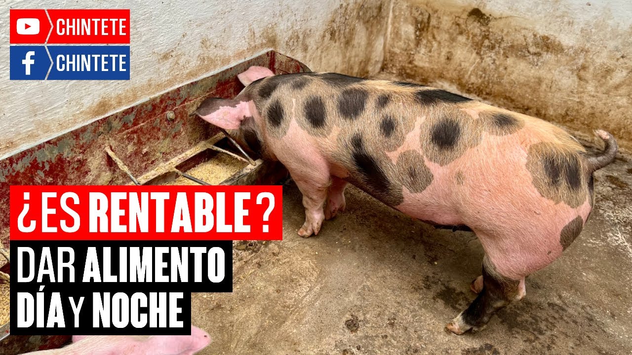 &iquest;Es Rentable ENGORDAR CERDOS con ALIMENTO a LIBRE ACCESO?