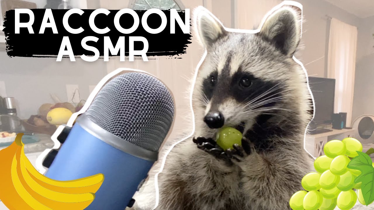 ASMR | Raccoon eating noises