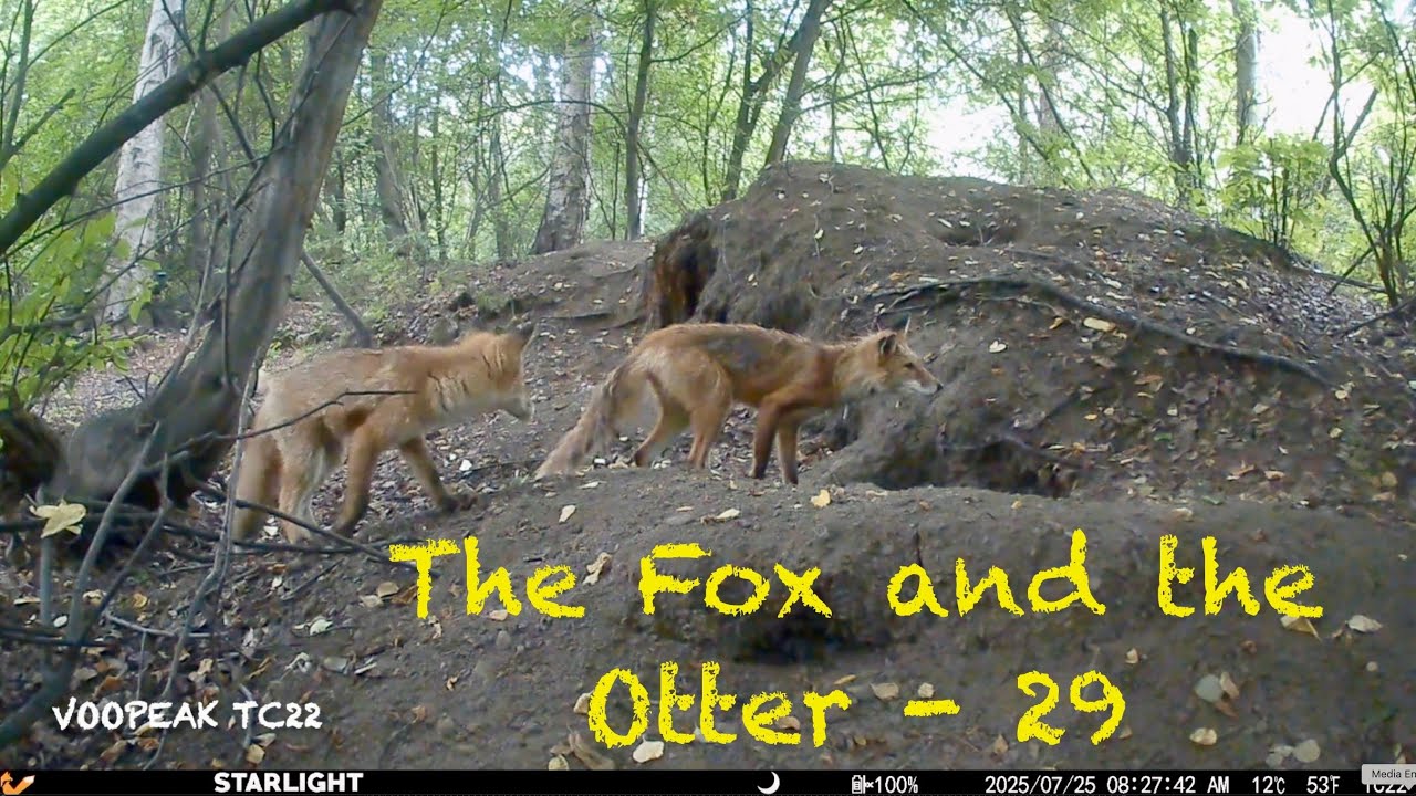The Fox and the Otter - 29