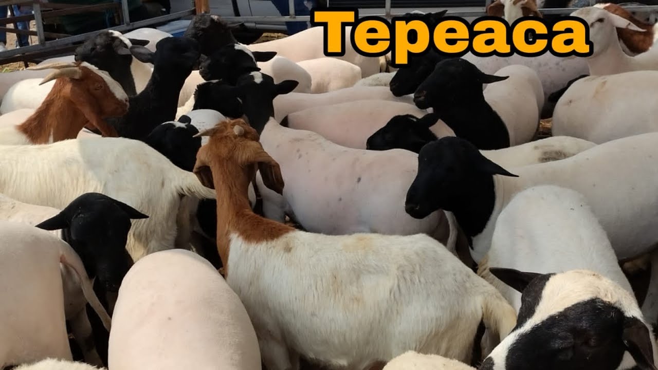 BORREGOS CHIVOS EN TEPEACA PUEBLA