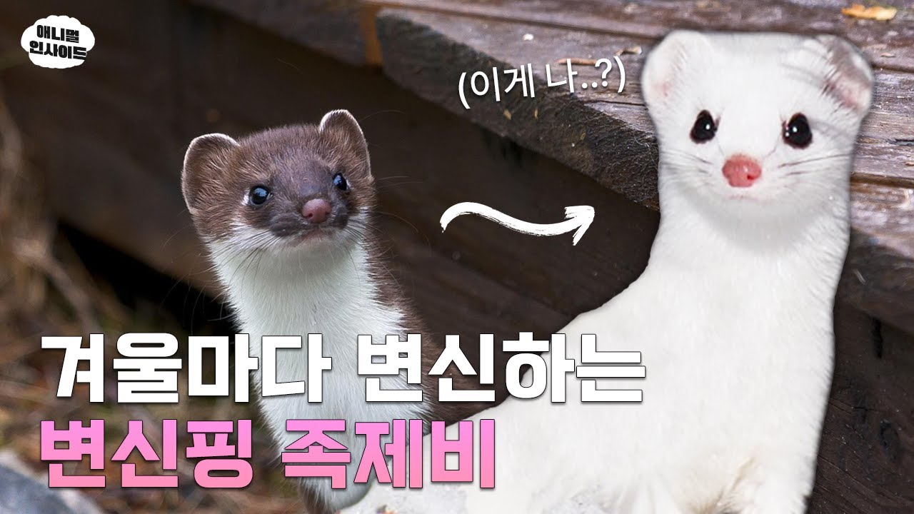 족제비가 탑티어 포식자가 될 수 있었던 이유 ｜애니멀 인사이드