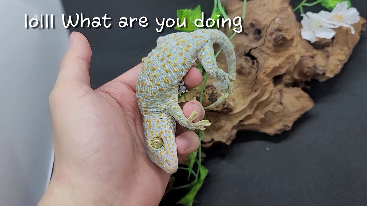 First Handling of New Wild Tokay Geckos! / 初次徒手接觸野生托氏大守宮！/ 사나운 토케이들의 첫 핸들링!