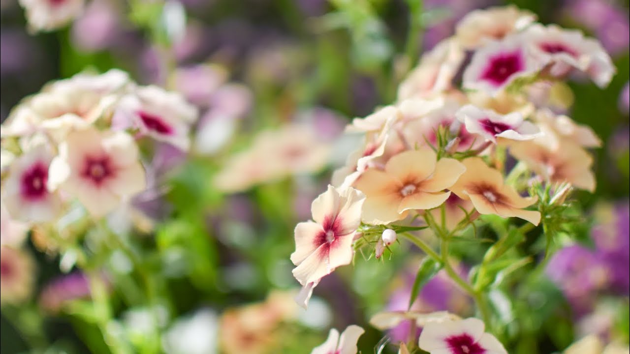 Grow A Long Phlox drummondii