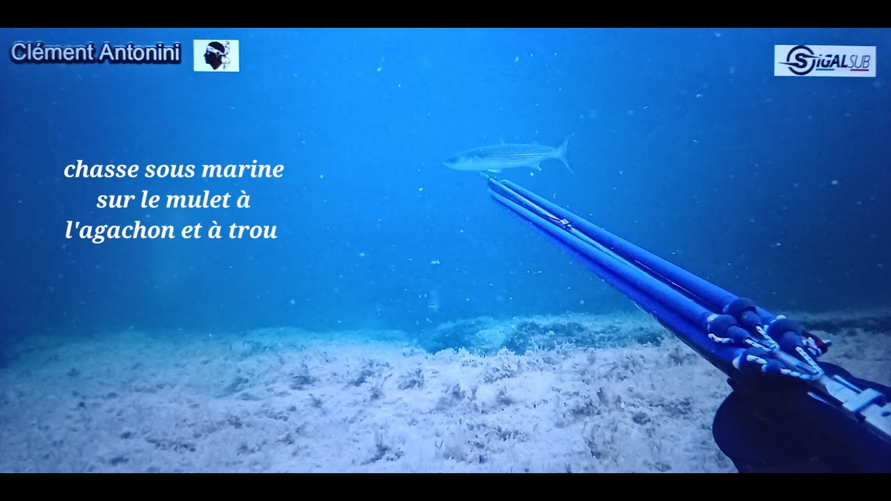 SPEARFISHING vidéo chasse sous marine sur le mulet a trou & agachon aout 2024 @sigalsub by Corsica